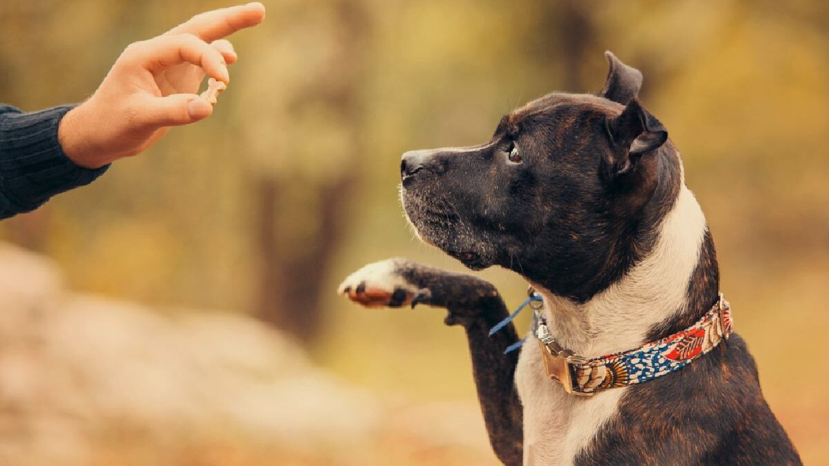 Best Homemade Training Treats For Dogs