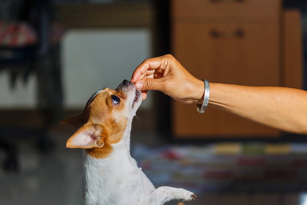 healthy-homemade-dog-treats-Bacon and Cheddar Treats