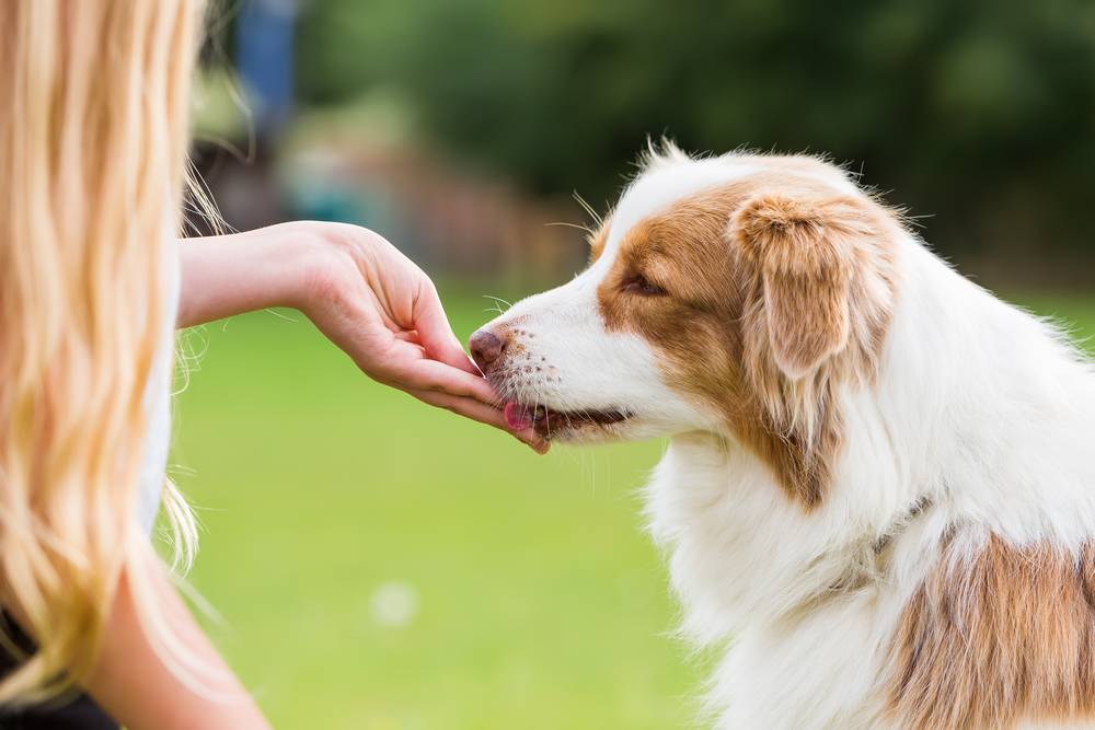 healthy-homemade-dog-treats-chicken treats