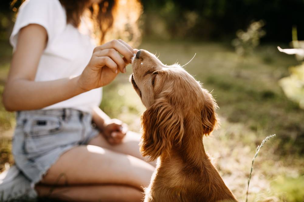 healthy-homemade-dog-treats-conclusion - training