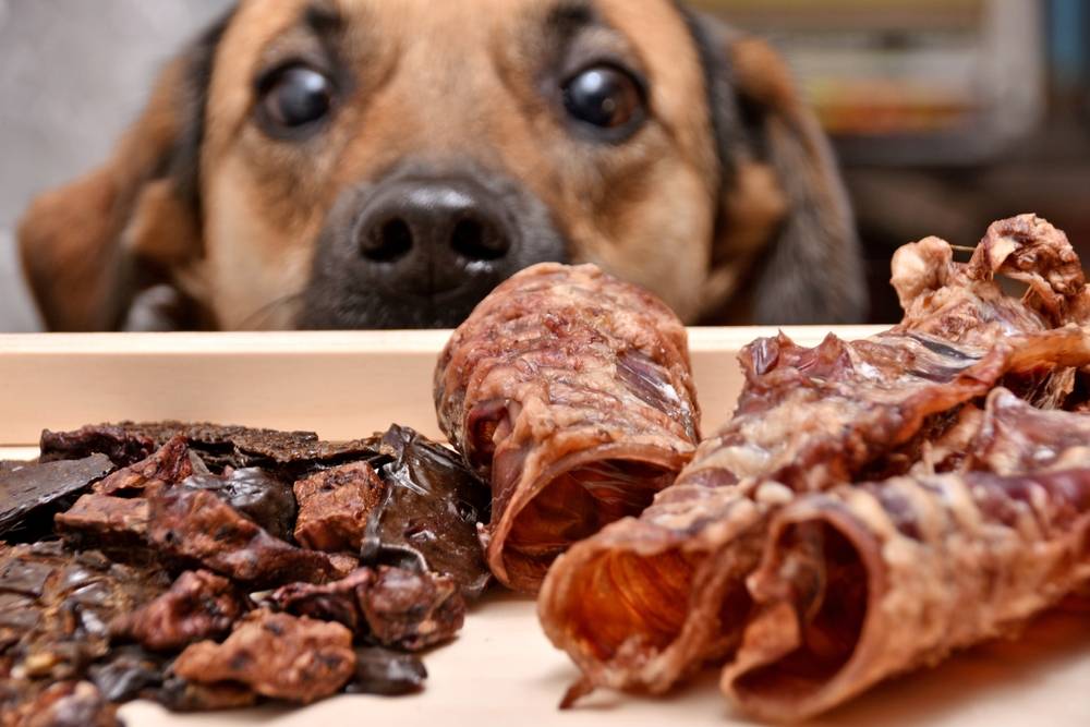 healthy-homemade-dog-treats-liver treats