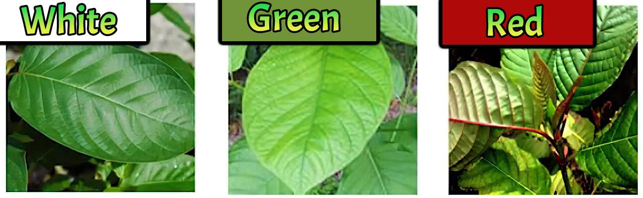 The Best Kratom Strain For You