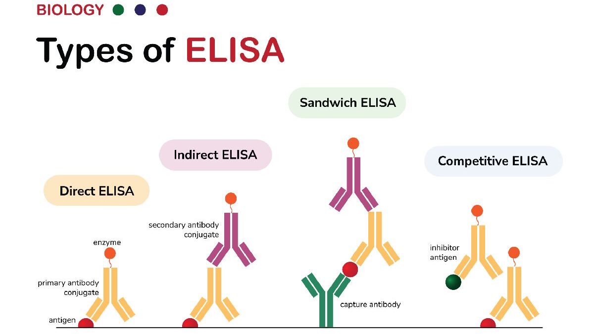5 Types And Applications Of ELISA