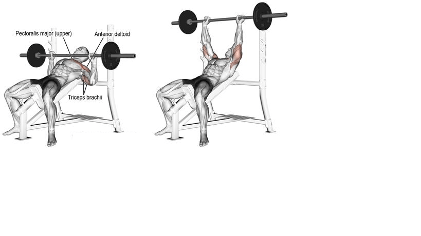 inclined bench press